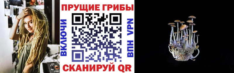 блэк спрут как войти  Михайловка  Псилоцибиновые грибы MAGIC MUSHROOMS 